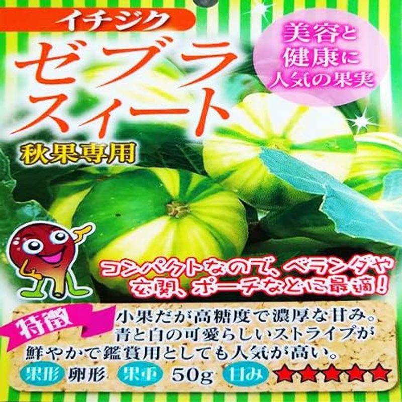 とにかく根ががっちり イチジク 無花果 苗 苗木 6号鉢 挿木2年生苗 ホワイトイスキア いちじく 果樹苗 シンボルツリー 記念樹