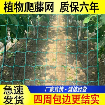 植物爬藤網百香果絲瓜弔瓜葡萄黃瓜月季荷蘭豆攀爬網菊花種植網架 KUBA