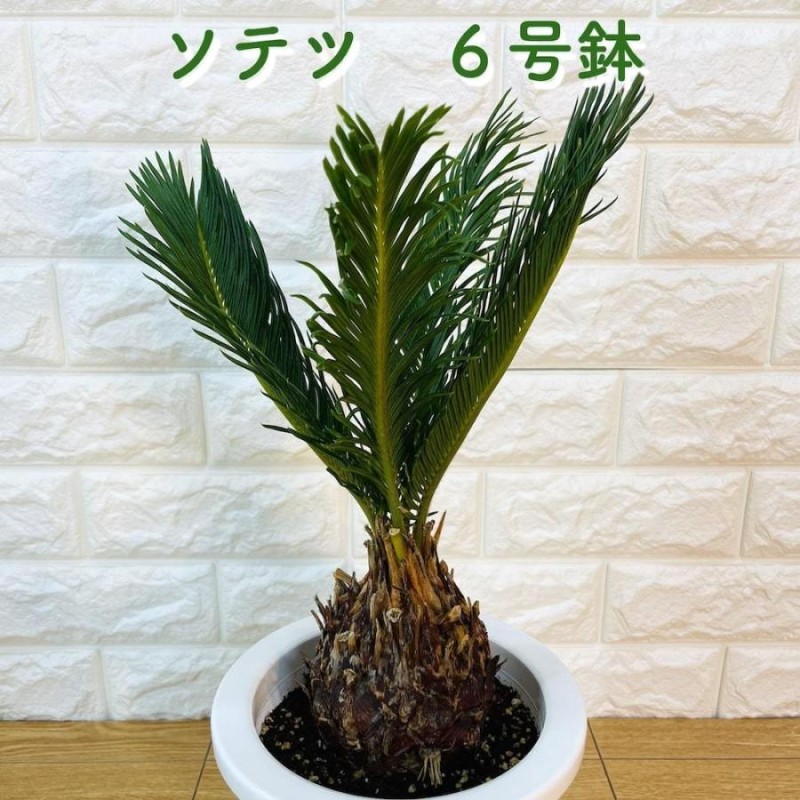 ソテツ 蘇鉄 6号鉢 庭木 記念樹 シンボルツリー 観葉植物 地植え 風水 敬老の日 鉢植え 南国 苗 プレゼントギフト 記念日 ドライガーデン |  LINEブランドカタログ