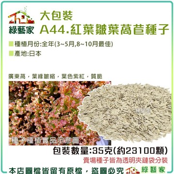 大包裝A44.紅葉皺葉萵苣種子35克(廣東萵)葉緣皺縮 葉色紫紅 質脆【綠藝家00A44】