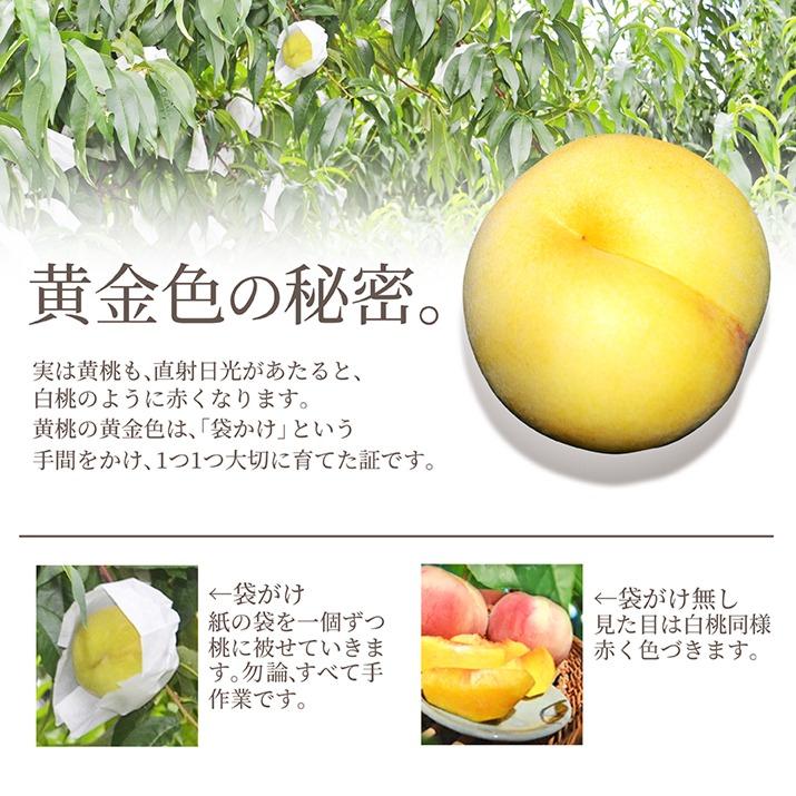  山形県産 黄桃 秀品 約1.5kg (6玉前後) クール便 化粧箱入り 硬い桃 黄桃 産地直送 黄桃　ギフト 桃 送料無料 果物 フルーツ