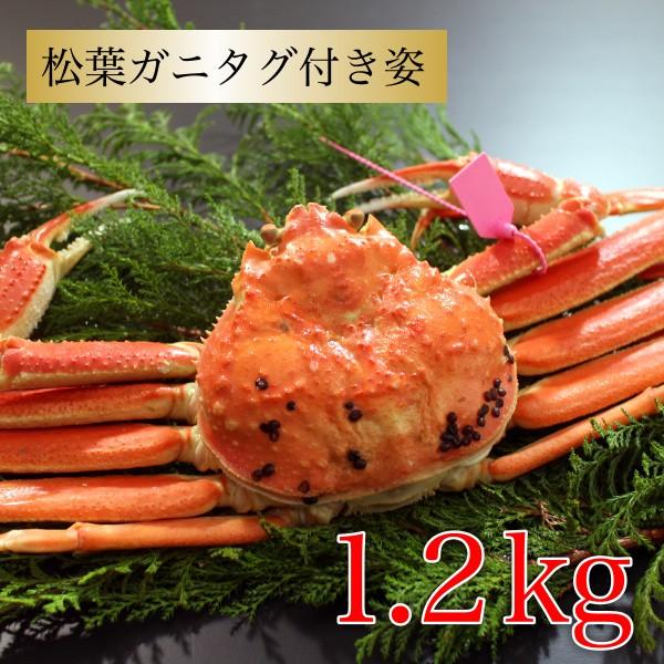 カニ かに 蟹 本ズワイガニ 松葉ガニ タグ付き約1.2kg 約600g 2杯 ズワイガニ ギフト 海鮮グルメ カニ姿 送料無料 国産 香住産 グルメ 贈答 お祝い 産地直送