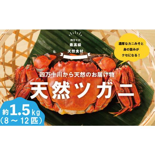 ふるさと納税 高知県 四万十市 R5-984．最高級天然食材！四万十川の天然ツガニ 約1.5kg（8〜12匹）