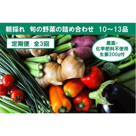 ふるさと納税 旬の野菜の詰め合わせと農薬不使用の生姜200g付き 高知県香美市