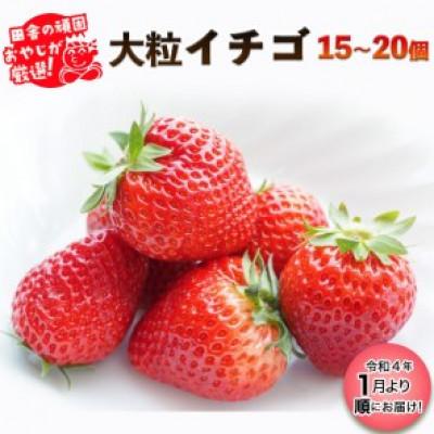 ふるさと納税 つくばみらい市 田舎の頑固おやじが厳選!大粒イチゴ(15〜20個入)