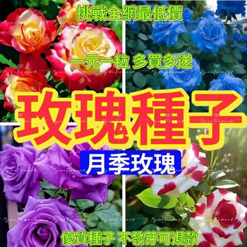💯💥【多樣玫瑰種子】 玫瑰花種子 多款玫瑰花種子香水玫瑰花種子 藍色妖姬玫瑰七彩玫瑰觀賞花卉種子帝王玫瑰/月季玫瑰