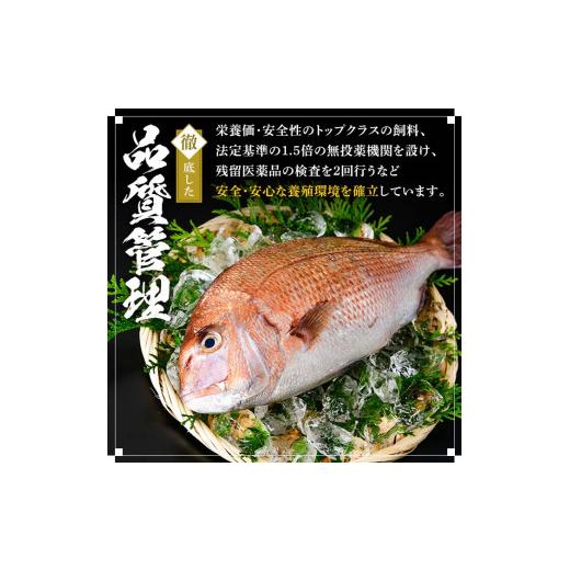 ふるさと納税 鹿児島県 長島町 長島町特産「鯛王」(2匹・約2.4kg)jfa-22