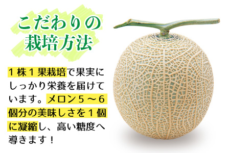 メロンの王様！アールスメロン 2玉入 2～4L 〈贈答用にも最適な最高級メロン〉／ 期間限定 果物 フルーツ 高級メロン マスクメロン 青肉 産地直送 ※2024年7月上旬より順次発送