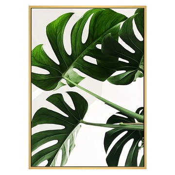 波羅選畫所 主題選畫 植物 神采飛揚-龜背竹  59.4 x 42cm  木色