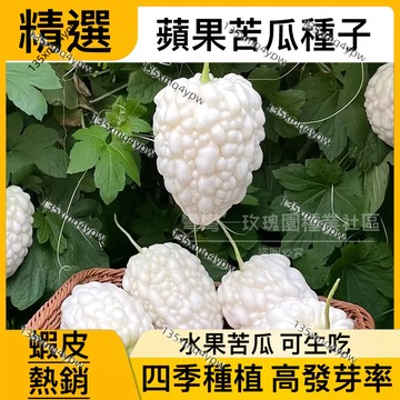 ✨蝦皮熱銷✨苦瓜種子大全（50粒）四季蘋果苦瓜可生吃蘋果苦瓜 長白苦瓜 四季易種植 水果苦瓜水果種子蔬菜種子 當季新種