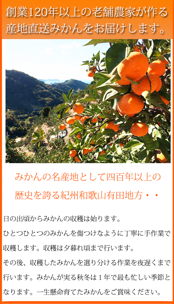 大玉サイズ　完熟有田みかん　１０kg ※2023年11月下旬～2024年1月下旬頃に順次発送予定