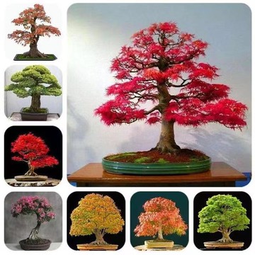 12h出貨 進口紅楓樹種子 （20粒）大全 正品 楓樹 觀賞綠林種子 四季易種易活綠植盆景室內外花卉盆栽觀葉植物種子