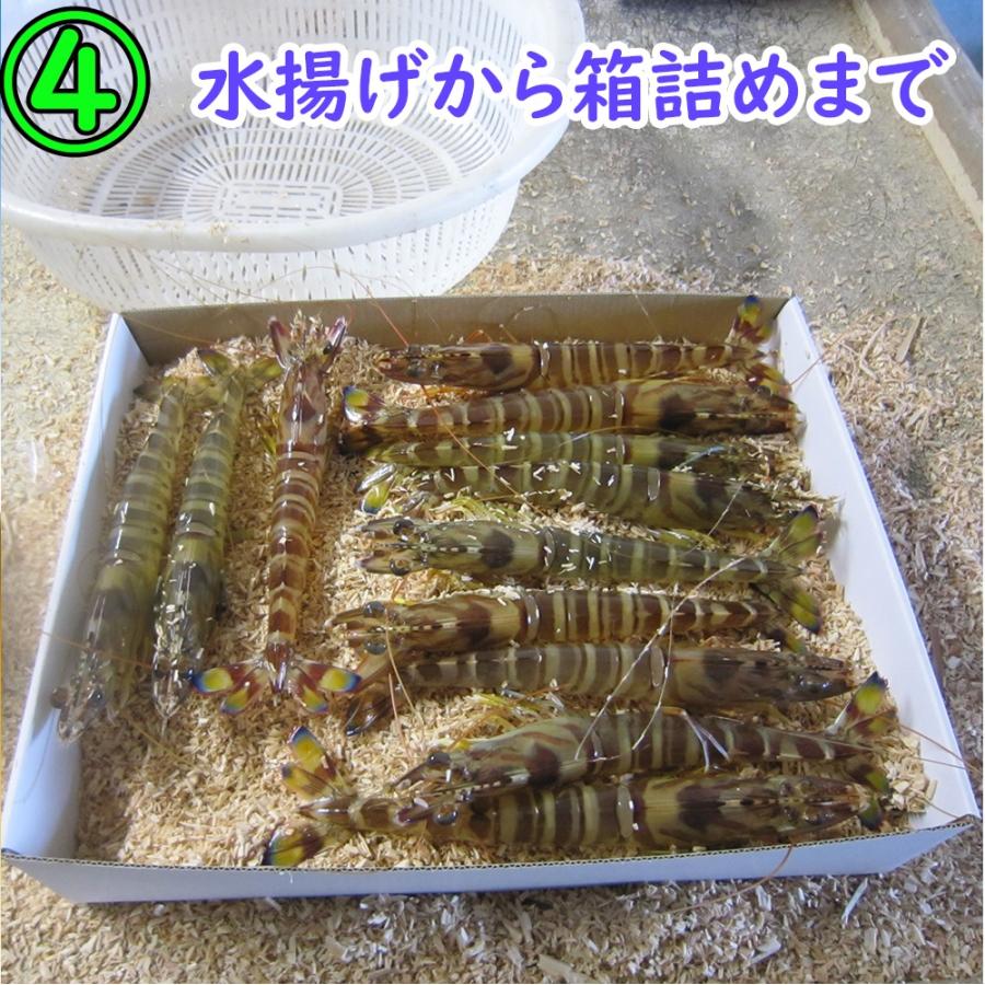 活き 車海老750g (25-34尾) 熊本県産 生きたまま 水揚げ当日発送！ 鮮度抜群の車エビ