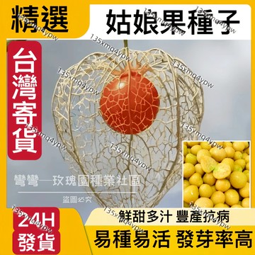 蝦皮熱銷 24H-發貨 姑娘果種子（500粒）四季燈籠果種子 易種易活 高發芽率 豐產抗病 黃紅紫 三款姑娘果 水果種子