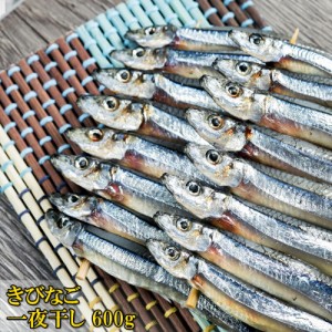 魚屋がガチで作った きびなご串干し 600g 20串 冷凍 送料無料