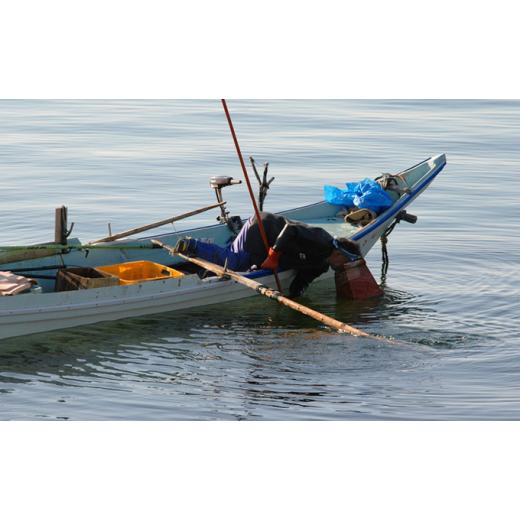 ふるさと納税 北海道 礼文町 北海道礼文島産 ウニの甘塩一夜漬け食べ比べセット（蝦夷ばふんうに・むらさきうに各2本）