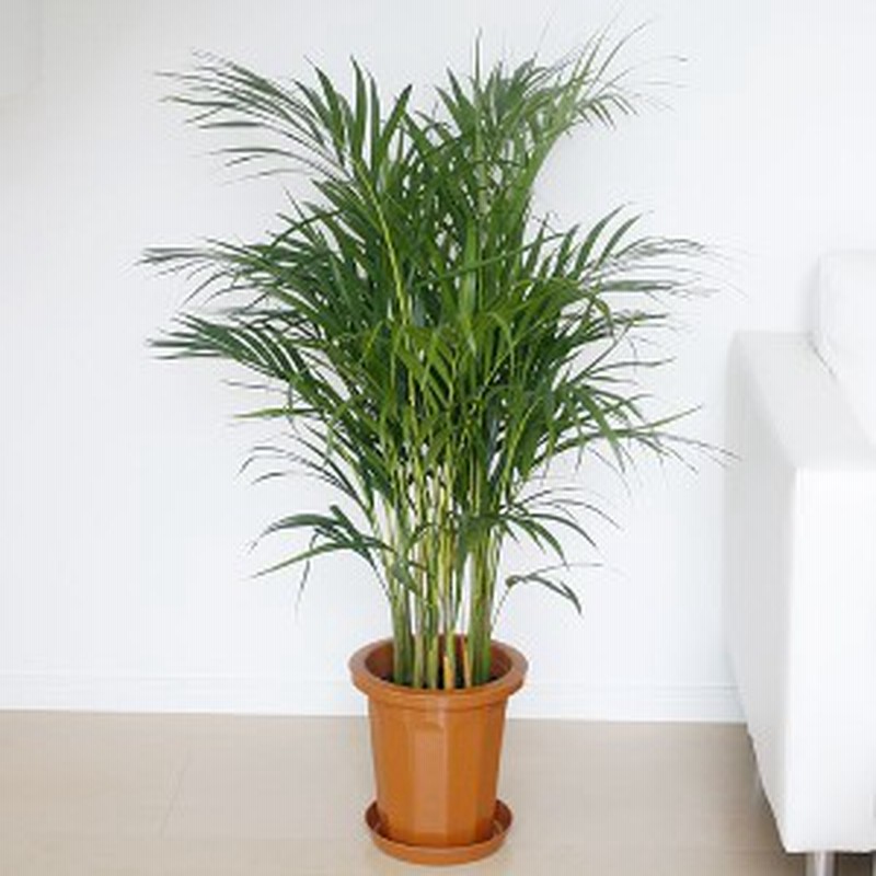 観葉植物 アレカヤシ おしゃれ 大型 お祝い 8号 通販 Lineポイント最大1 0 Get Lineショッピング