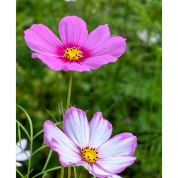 台灣現貨現發 七彩格桑花種子 矮桿多色可選 四季開花 庭院陽臺盆栽種植 當年開花 超低價 新手易種植