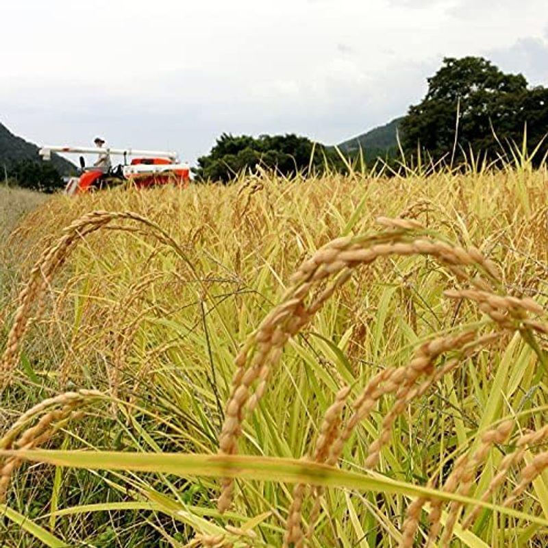 新潟の棚田米稀少米 産地限定 新潟産コシヒカリ 3kg 白米