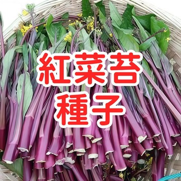 🥬🥑現貨現發 正品保證 【紅菜苔種子】紅菜苔種子紫菜苔紅菜心台灣蔬菜種子家庭園藝有機非基改易種植高產量陽台盆栽四季可種健