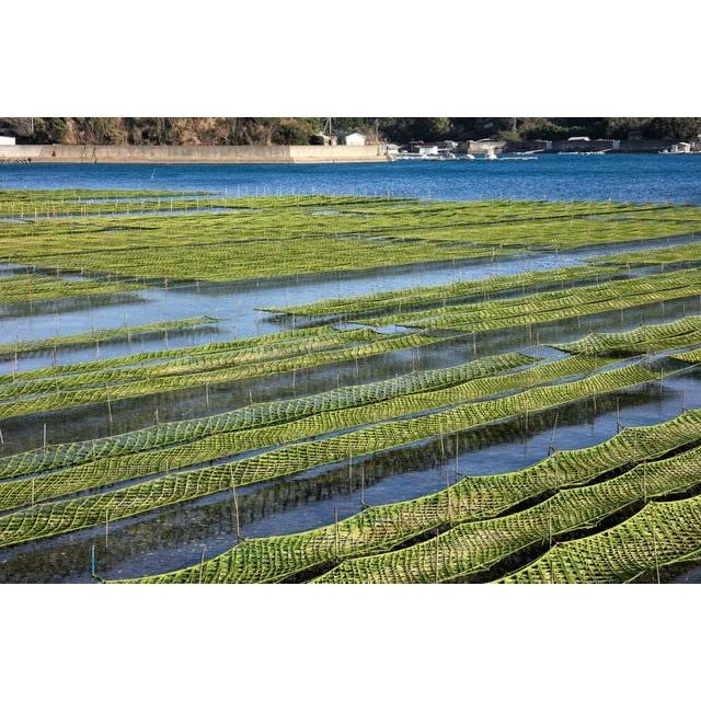 香味満彩　国内産　業務用　あおさ粉　500ｇ