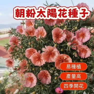 🌹 朝粉太陽花種子  四季種植 稀有重瓣 四季播種松葉牡丹易活開花不斷室內外陽臺種植 觀賞花卉種子 超低價