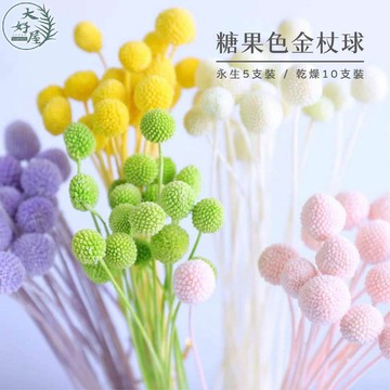 大好屋 台灣現貨 不凋金杖球 永生金杖球 乾燥金杖球 糖果色金杖球 居家裝飾花材 DIY 手作花材 花藝設計 居家佈置
