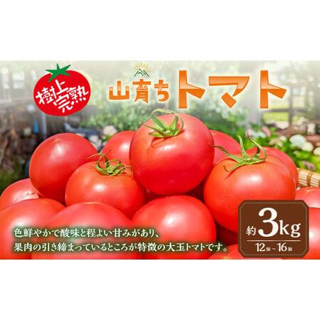 ふるさと納税 樹上完熟山育ちトマト 約3kg 大分県九重町