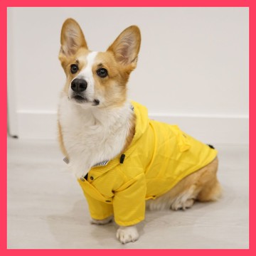 🌈悅寵✨柴犬 | 米克斯 | 黃金獵犬 | 快穿式 | 小型犬 | 中大型狗狗 | 斗篷雨衣 | 輕量透氣雨衣