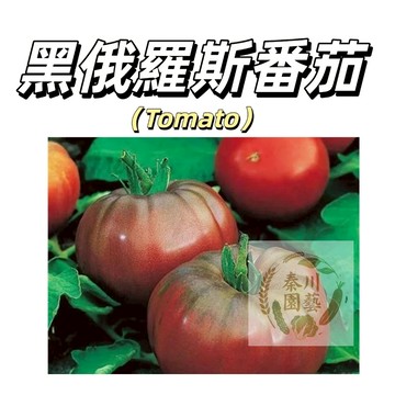嘉義現貨（黑俄羅斯番茄種子FQ-25）黑紅大果西紅柿種子營養高多年生盆栽果菜蔬菜種子#tomato
