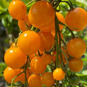 🍅【黃妃番茄種子】🍅現貨速發 小西紅柿種子 超甜 皮薄 多汁 多年生聖女果種籽 四季播種農田盆栽 高產水果蔬菜種子