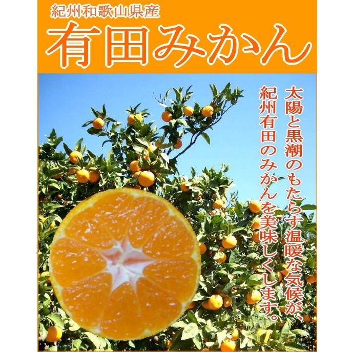 有田みかん ありだみかん 小玉 Sサイズ 約5ｋｇ 60個前後入り 和歌山産　市販箱になります|ミカン 小粒 ありたみかん 本場 ミカン 蜜柑