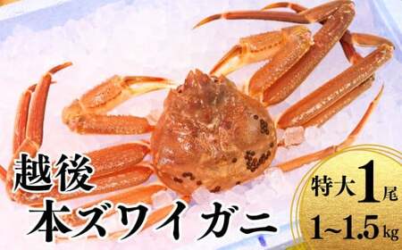 〈期間限定〉越後 本ズワイガニ 特大1尾 1~1.5kg 姿 糸魚川産 浜茹で 鮮度が命！茹でたて直送 ずわいがに かに カニ 蟹 魚正 国産 日本海 新潟県