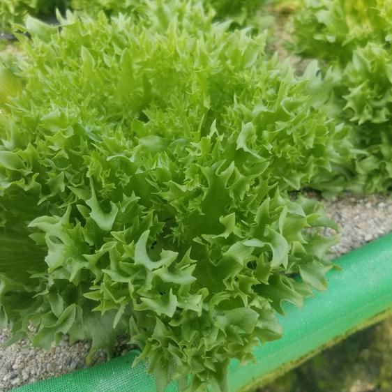 野菜 レタス 砂栽培フリルレタス 産地直送