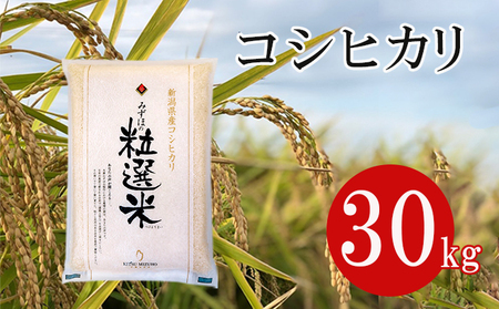 新潟産コシヒカリ精米30kg真空パック（5kg×6袋） 米 コメ こめ お米 おこめ 白米 精米 コシヒカリ こしひかり 30kg ご飯 ごはん 新潟