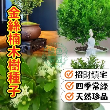 💥臺灣發貨 【金絲楠木種子】帝王之木✨ 珍稀金絲楠木種子 靈氣鎮宅  收藏傳承 限時珍藏 栽種千年奇木 打造居家風水寶地