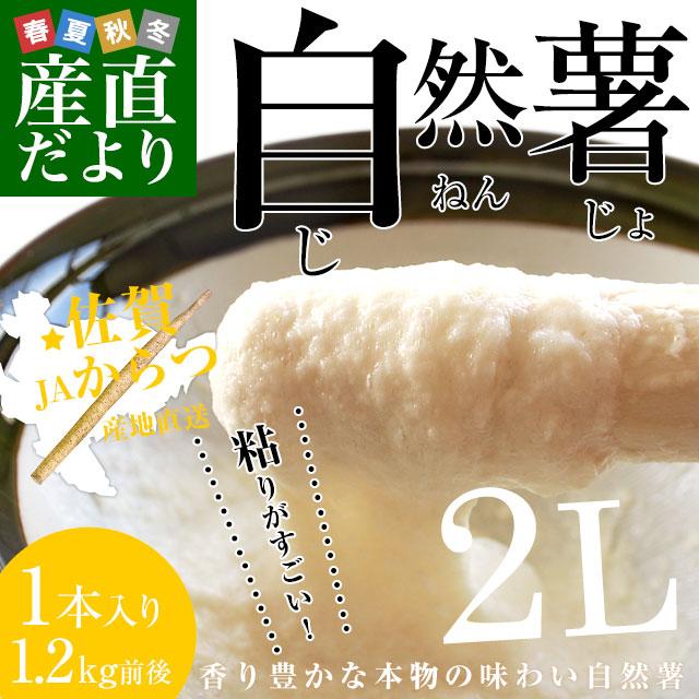 佐賀県より産地直送 JAからつ 自然薯 2Lサイズ 1本入 約1.2キロ 化粧箱 送料無料 じねんじょ 山芋 やまいも