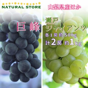 [最短順次発送]   巨峰 瀬戸ジャイアンツ 各1房 計約 1kg 500g 食べ比べ 山梨県 岡山県 ぶどう ブドウ 葡萄  夏ギフト 御中元 お中元 秋