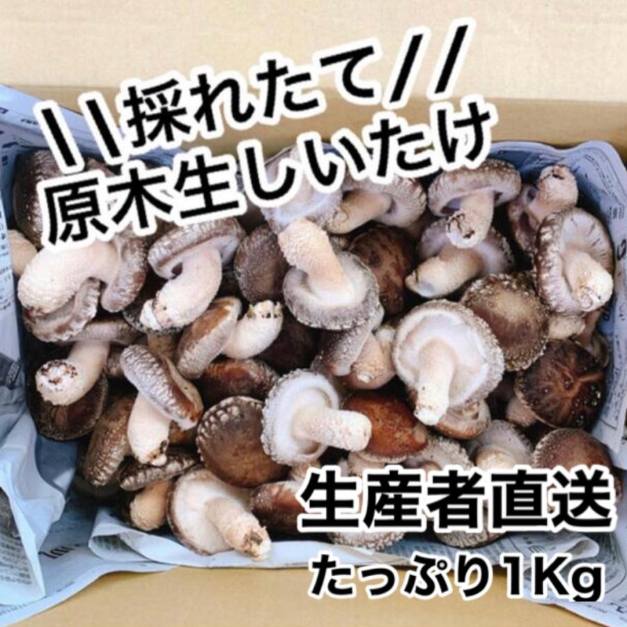 生産者直送！ 原木生しいたけ サイズおまかせ　1Kg　　お買得　貫井園 の 原木椎茸　原木しいたけ　原木シイタケ