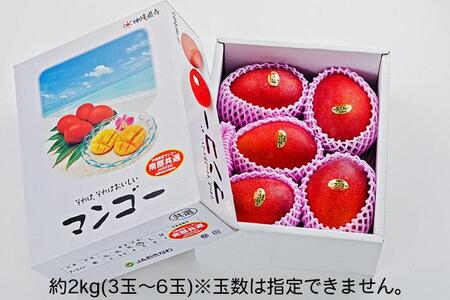 ＜優品＞完熟アップルマンゴー約2kg（化粧箱）3玉～6玉