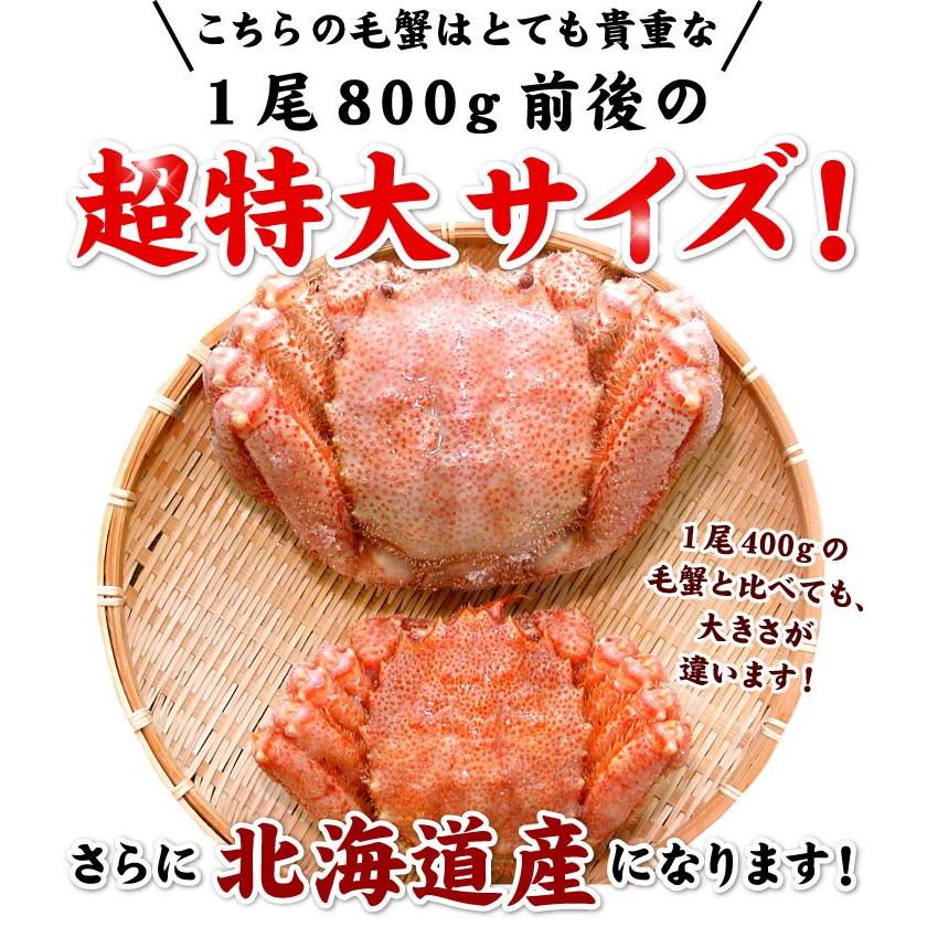 北海道産 毛ガニ 毛蟹 毛がに 特大 １尾 約800g前後 取り寄せ 送料無料（沖縄宛は別途送料を加算）