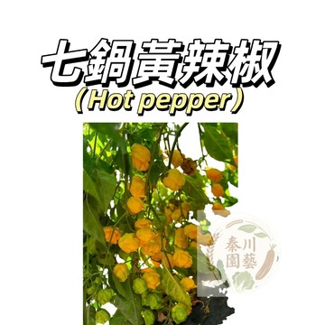 嘉義現貨（七鍋黃辣椒種子LJ-18）（特辣） Pot Hot Pepper~魔鬼辣椒種子~盆栽蔬菜種子