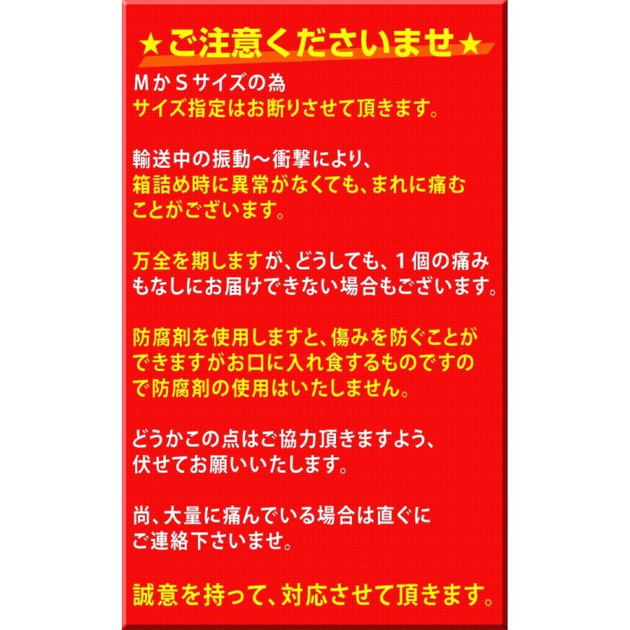 山北みかんMSサイズ限定　10kg　みかん蜜柑　中級品　高知産