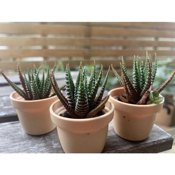 🌱十二之卷🌵多肉植物 仙人掌 盆栽 組盆 1吋盆