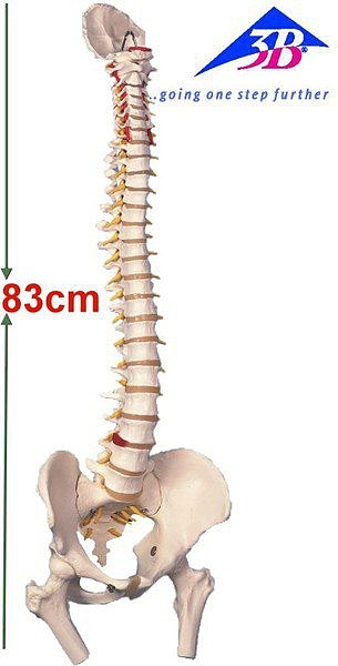 A58/2德國3B成人脊椎骨模型(實用的人體模型/人骨模型/骨骼模型/骨架 