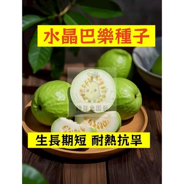 🌱四季可種 水晶巴樂種子BL-4 果肉厚實 生長勢快 鮮甜軟糯 番石榴 抗病耐寒 高產 易種植 懶人庭院田園盆栽水果種子