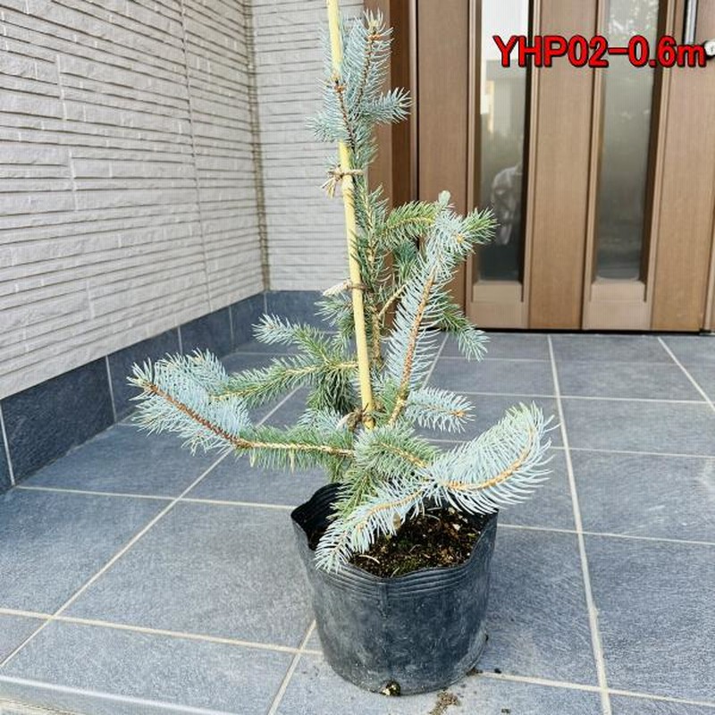 現品、モミの木※プンゲンストウヒホプシー　この一本のみです　早い者勝ちです 現品、モミの木※プンゲンストウヒホプシー この一本のみです 【公式通販】