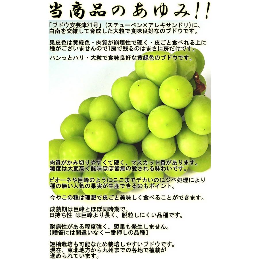 晴王 はれおう シャインマスカット 白葡萄 岡山県産 贈答規格・化粧箱入り JA全農おかやま 皮ごと食べる濃厚な甘さ！特産品の種無し白ぶどう