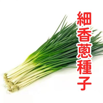 細香蔥種子 珠蔥種子 四季蔥種子 日本蔥種子 家庭蔬菜 香草盆栽 香料種子 廚房蔬菜 陽台菜園 家庭園藝 易種植 可多年