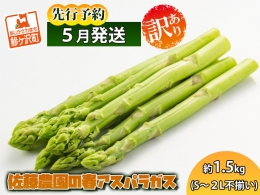 佐藤農園の春アスパラガス！約1.5kg（S～2L不揃い）青森県鰺ヶ沢町産